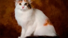 Kto má dlhšiu vlnu, alebo najkrajšie plemená mačiek